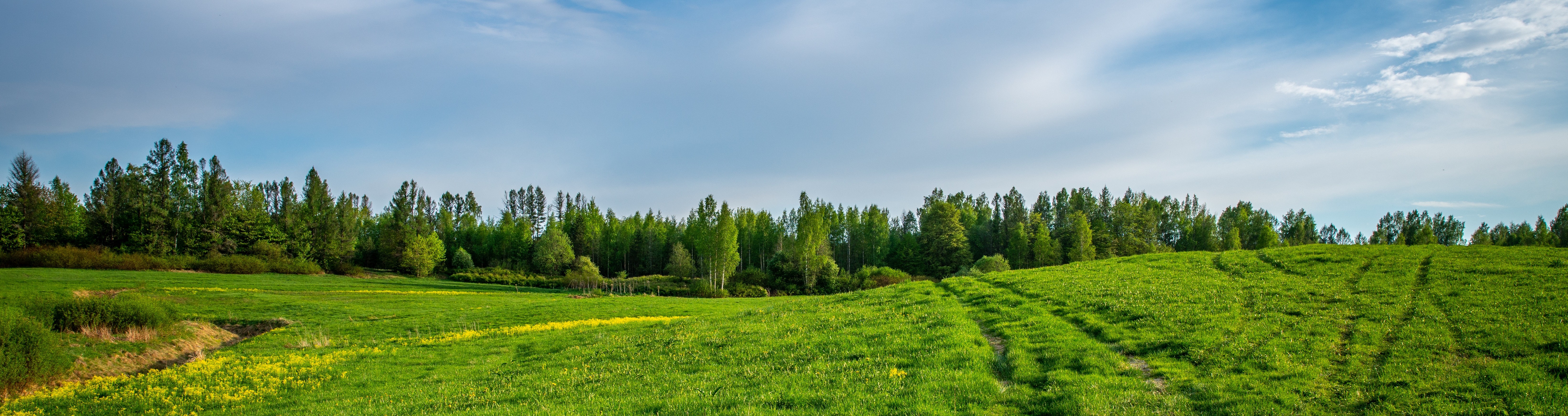 Imágen de portada, paisaje verde.